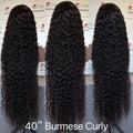 Burmese curly